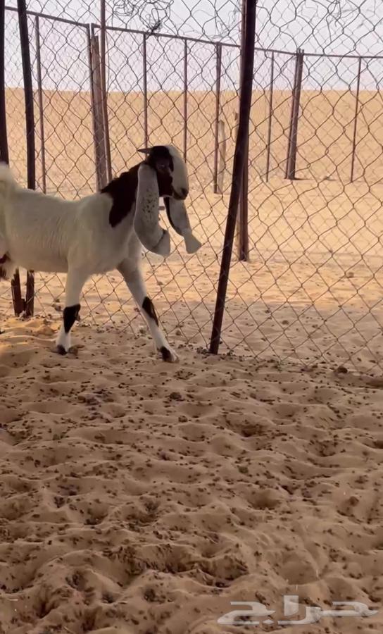 Project Goat64471512638209110