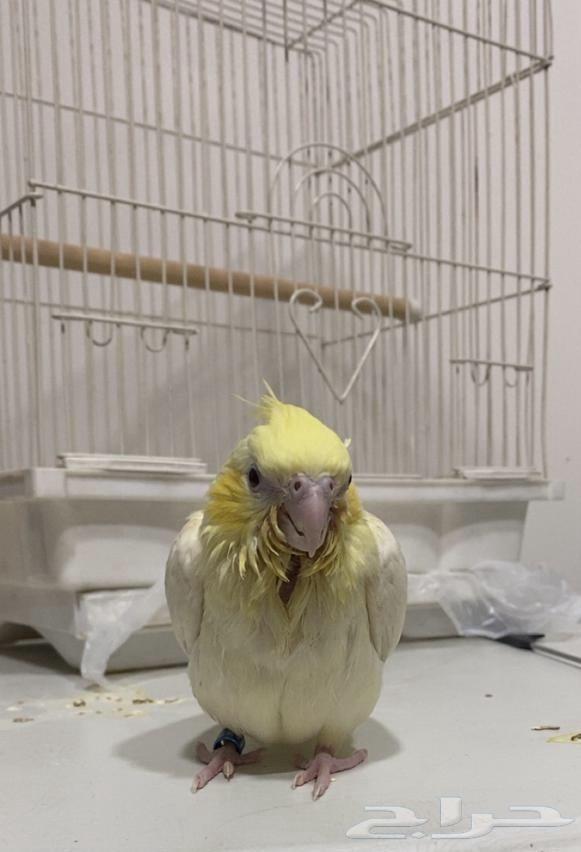 Farkh Karawan Pasteel Ino64465618874242111