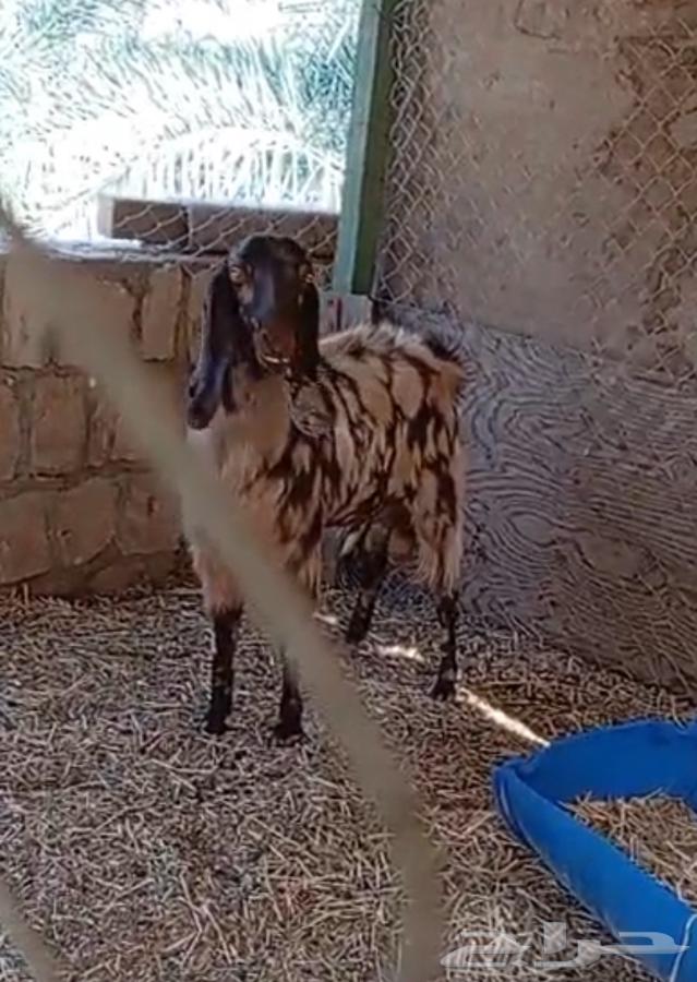 فحل مصري كاموري طيب ومنتج وحار بالقريع وجفره تم البيع64468357182465111