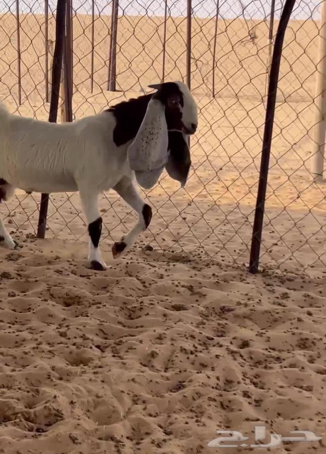 Project Goat64471512638209111