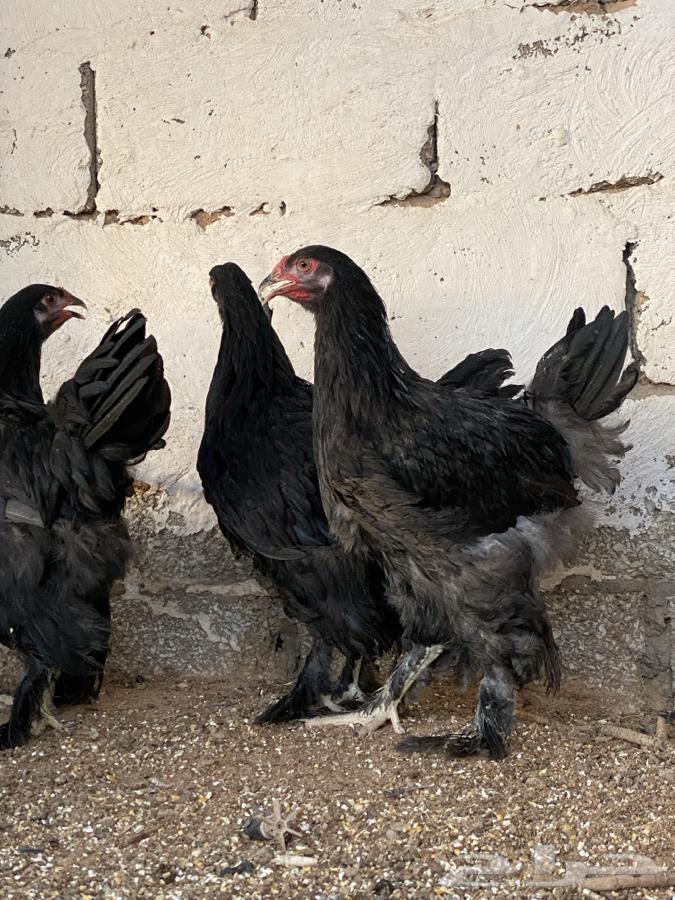 طقم براهما اسود( تم البيع )64467996485377112