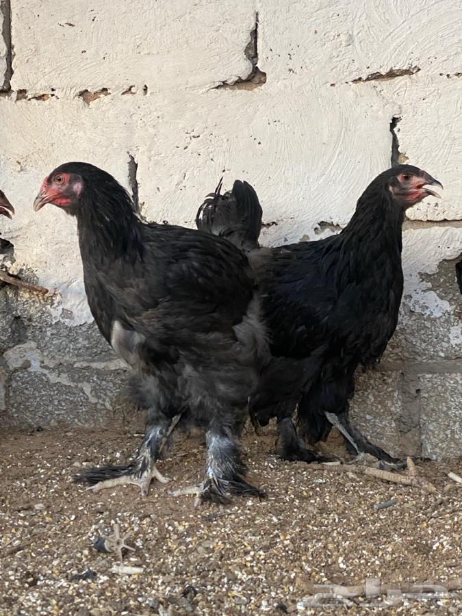 طقم براهما اسود( تم البيع )64467996485377111