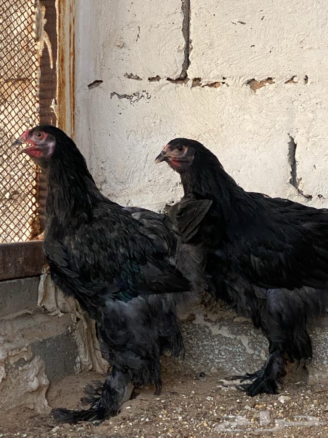 طقم براهما اسود( تم البيع )64467996485377114