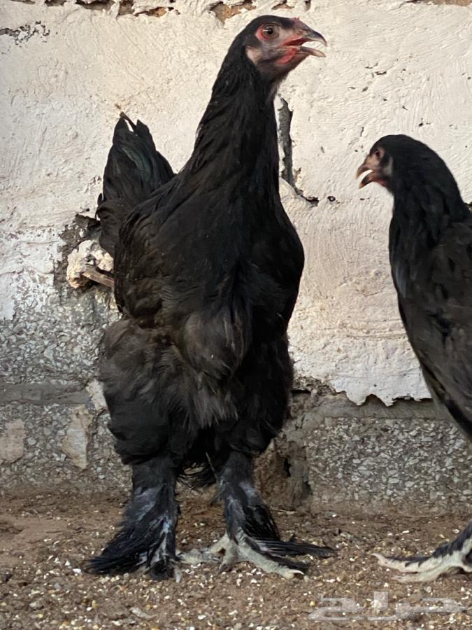 طقم براهما اسود( تم البيع )64467996485377110