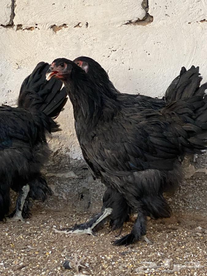 طقم براهما اسود( تم البيع )64467996485377113