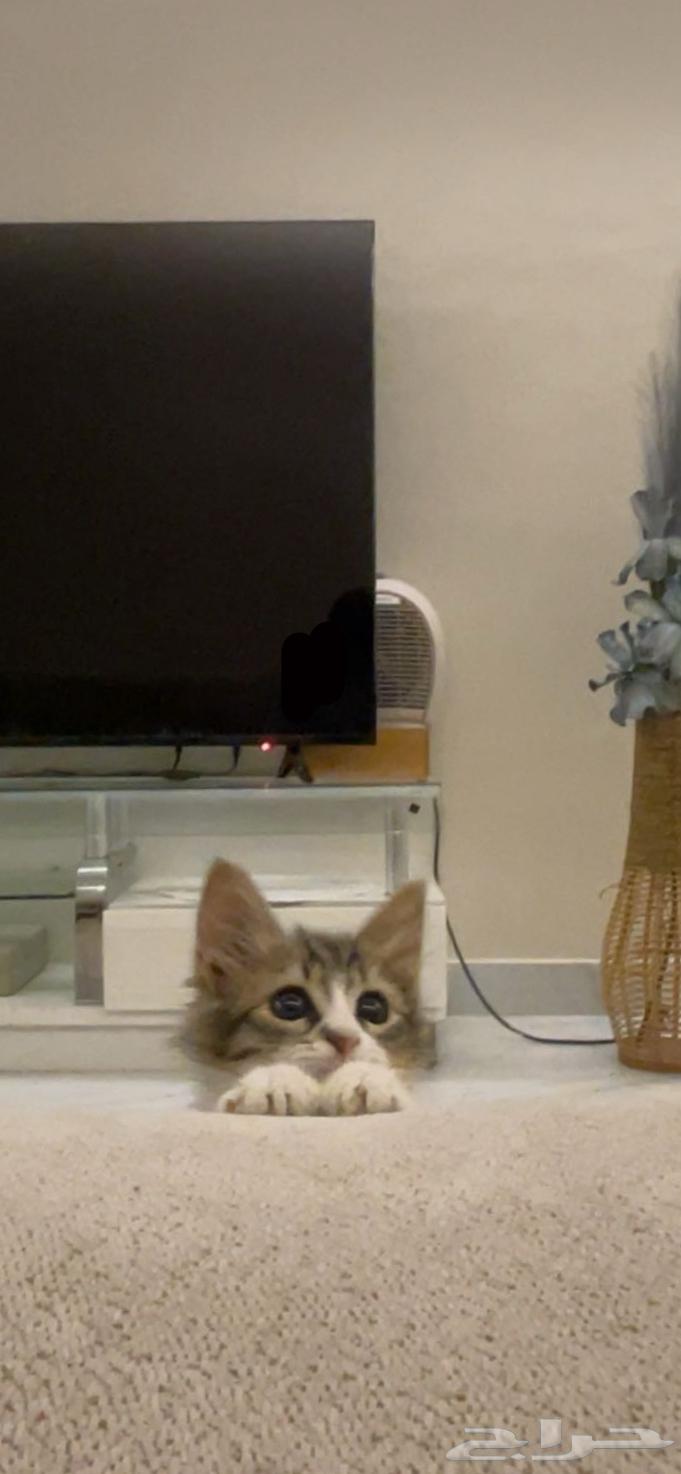 بسه شيرازي للبيع64464887948802110