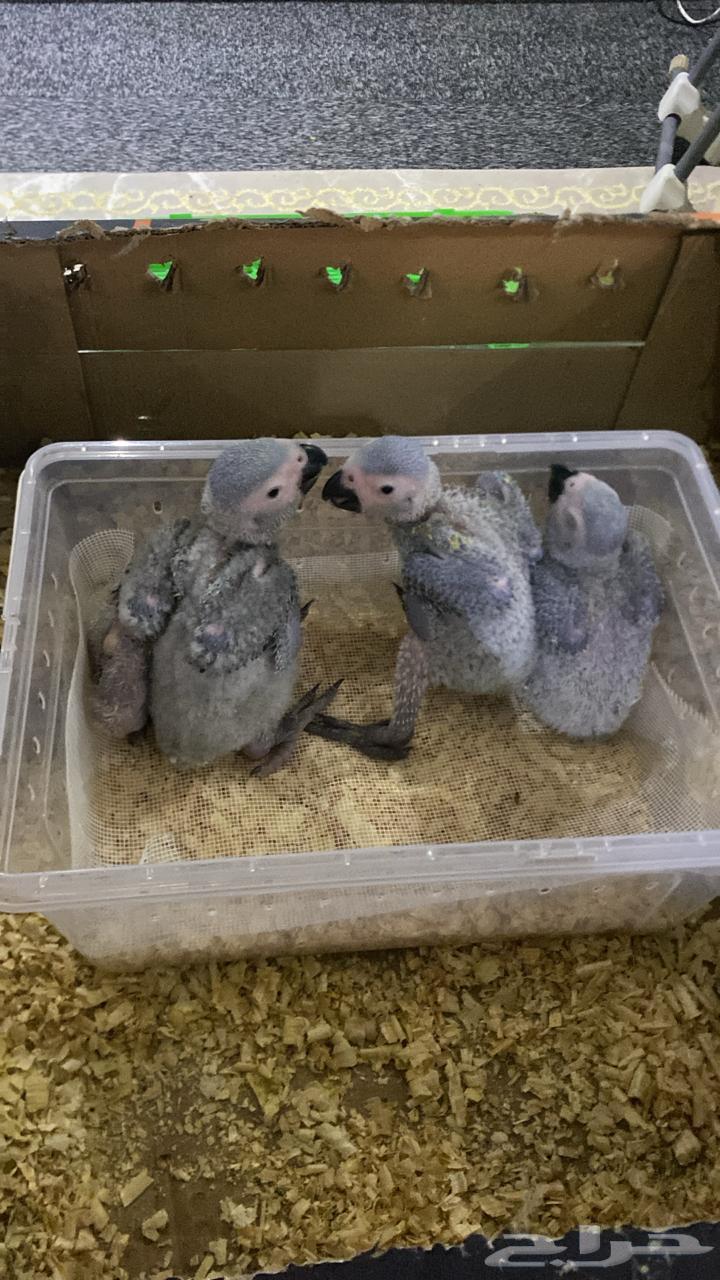 Kasco Chicks64469126375042111