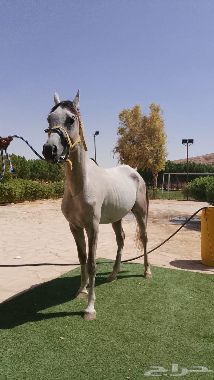 الرياض ديراب64465814866179112