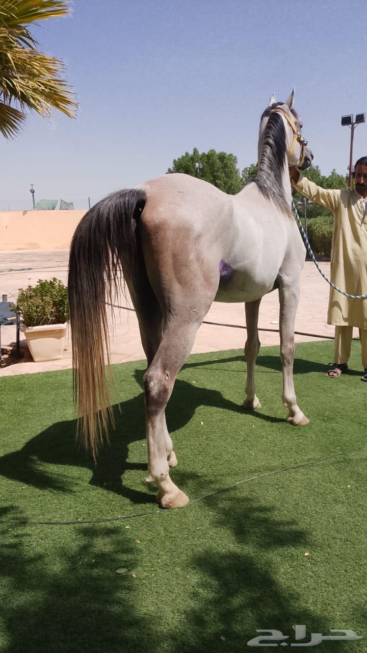 الرياض ديراب64465814866179110