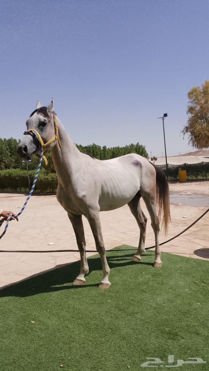 الرياض ديراب64465814866179111