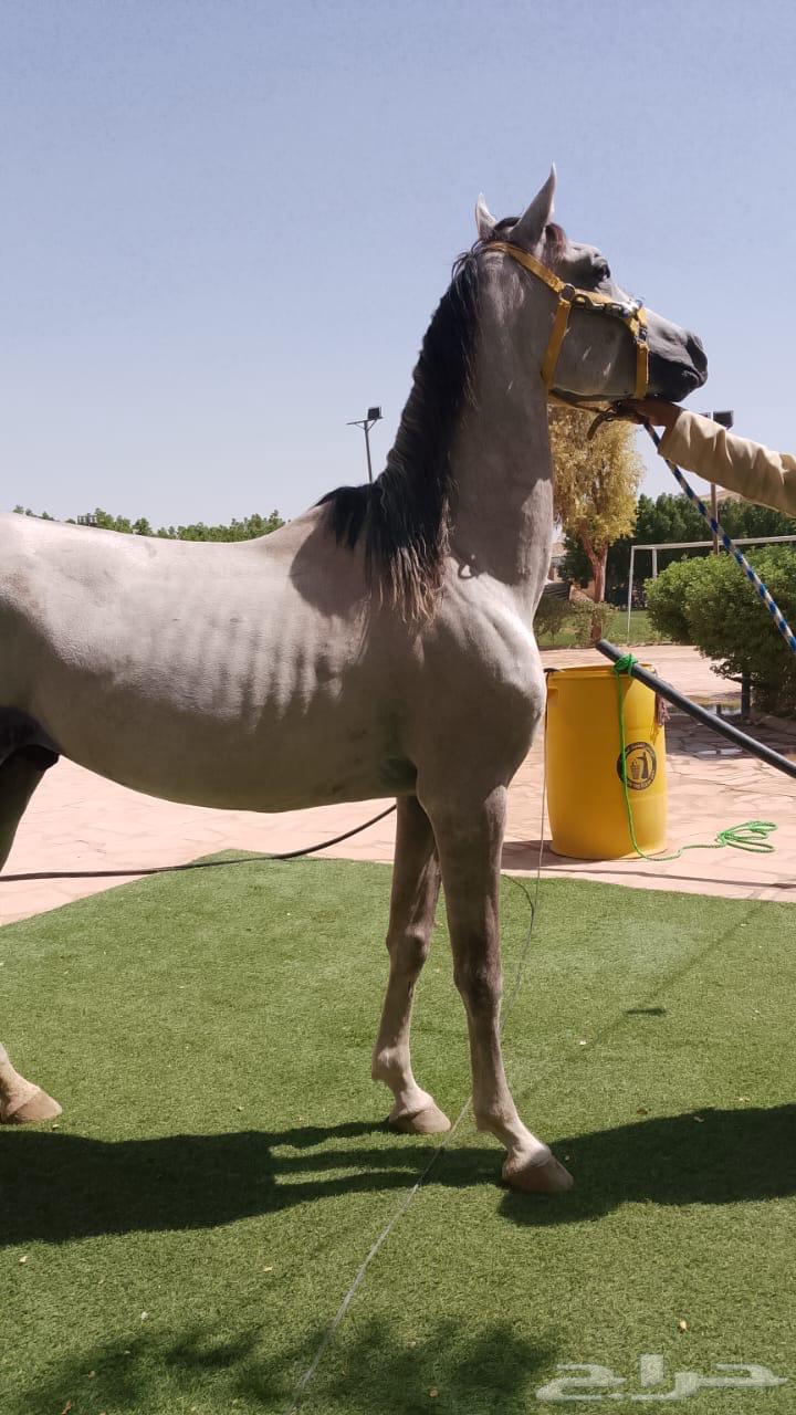 الرياض ديراب64465814866179114