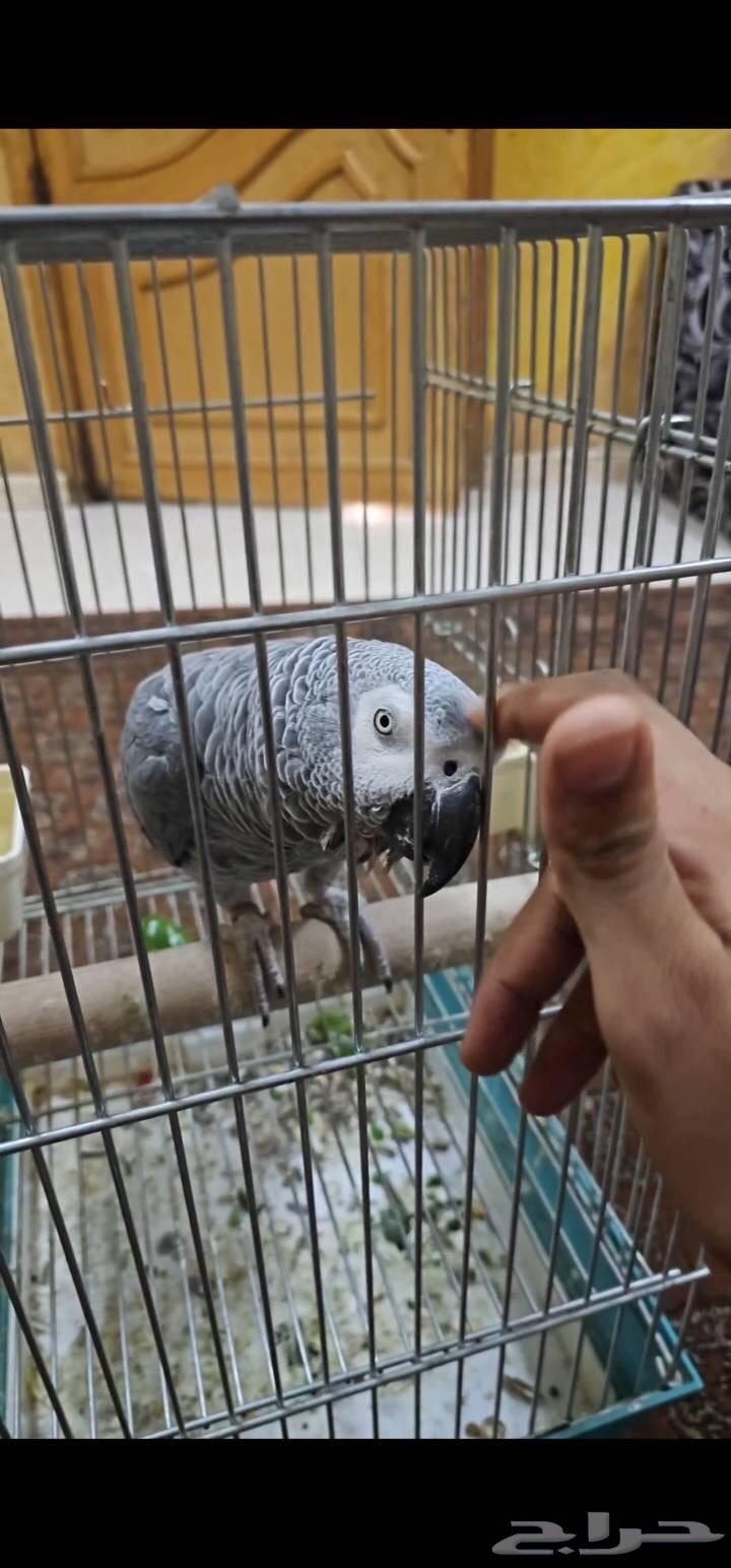 للبيع كاسكو اليف ومتكلم64466628620673110