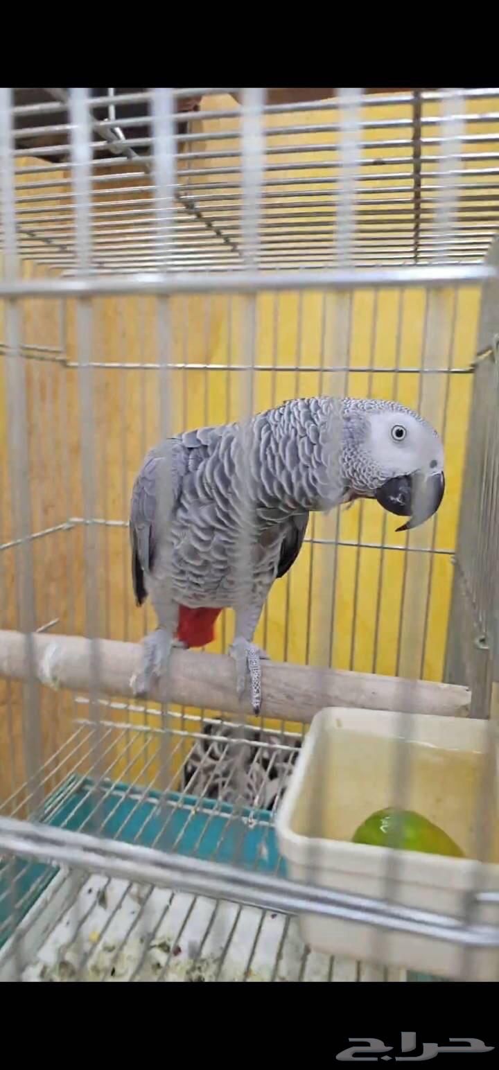 للبيع كاسكو اليف ومتكلم64466628620673111