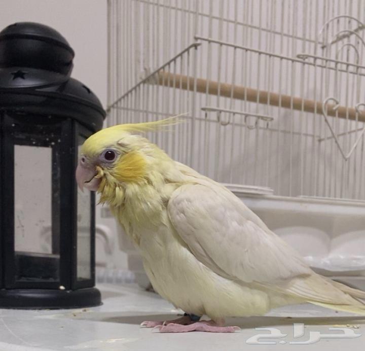 Farkh Karawan Pasteel Ino64465618874242110