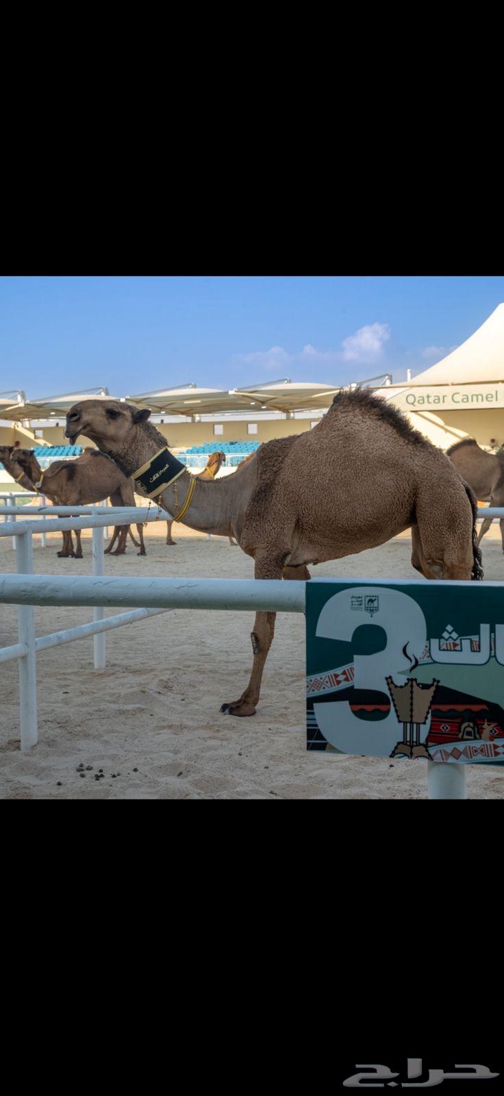 قروب بواخر نجد للابل و معداتها64471430417793110