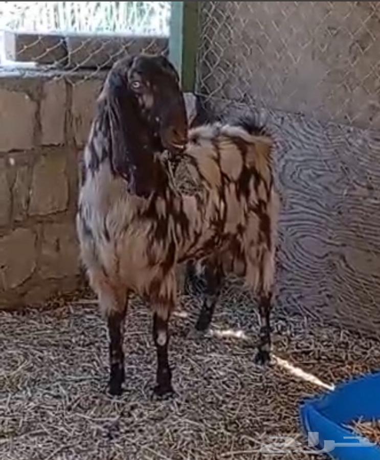 فحل مصري كاموري طيب ومنتج وحار بالقريع وجفره تم البيع64468357182465110