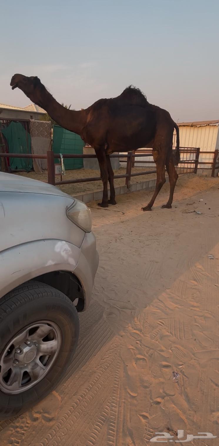 Excellent stud camel, son of Al-Makhof Al-Amir Mutaib, from Prince Mutaib's auction64470649009923110