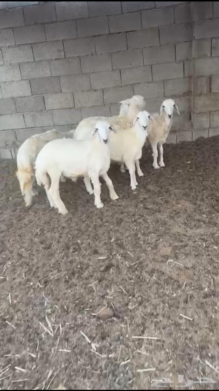 Freedom Slaughters64466123025667110