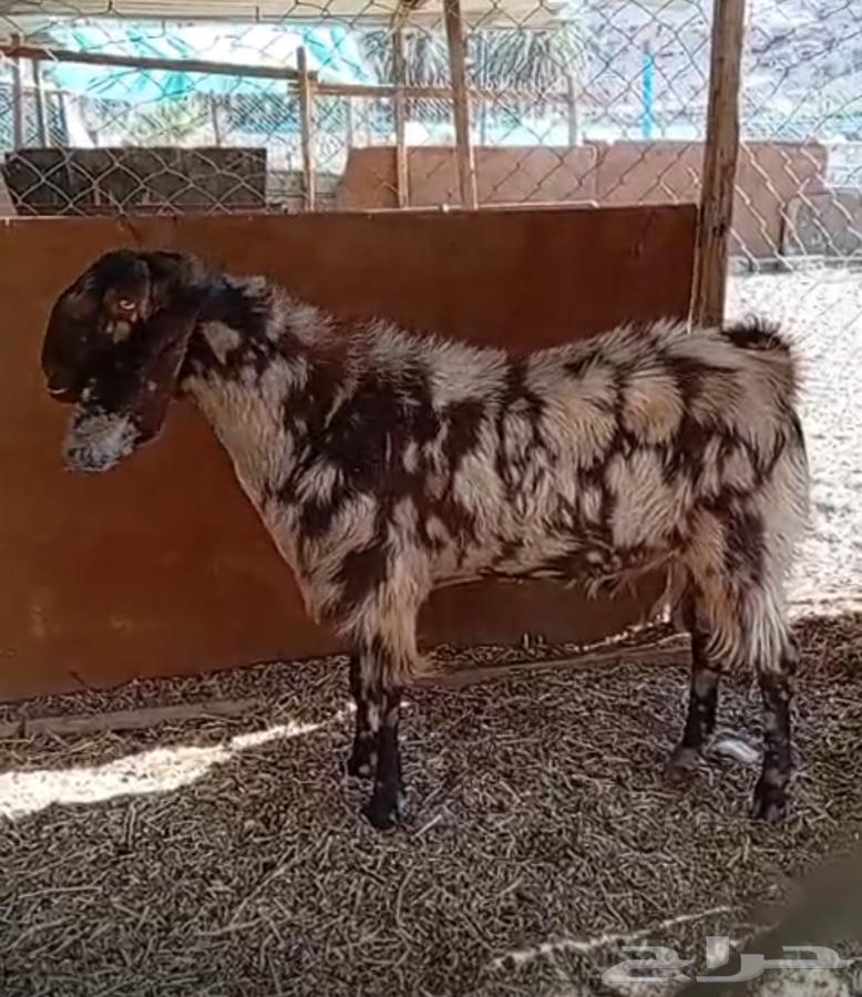 فحل مصري كاموري طيب ومنتج وحار بالقريع وجفره تم البيع64468357182465112