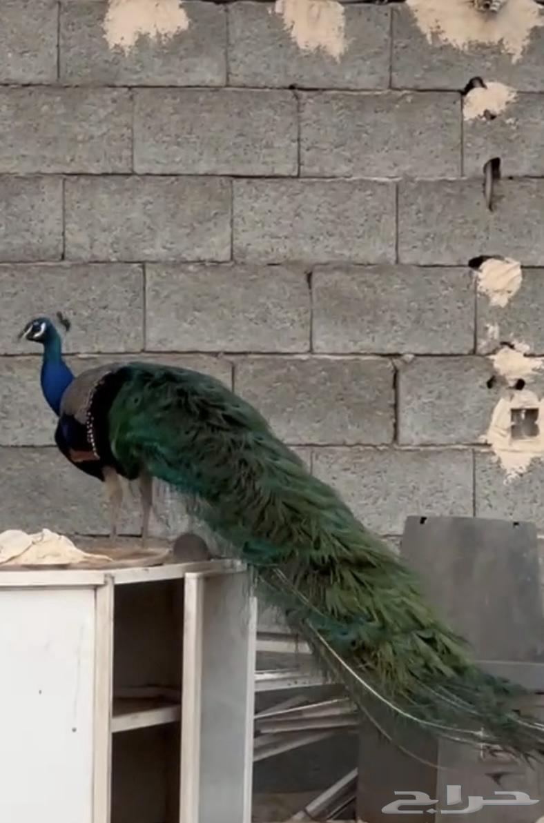 Peacock64470292348418110