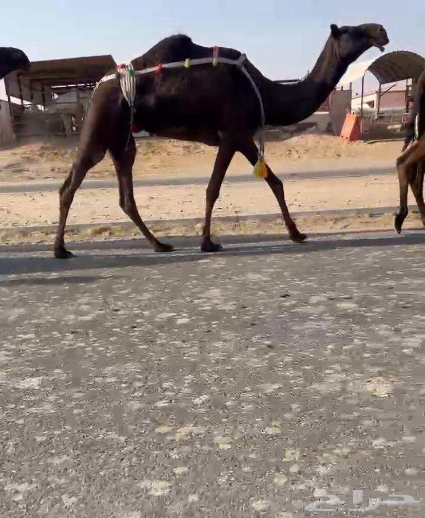 للبيغ خفوت ثنو64467830370177110