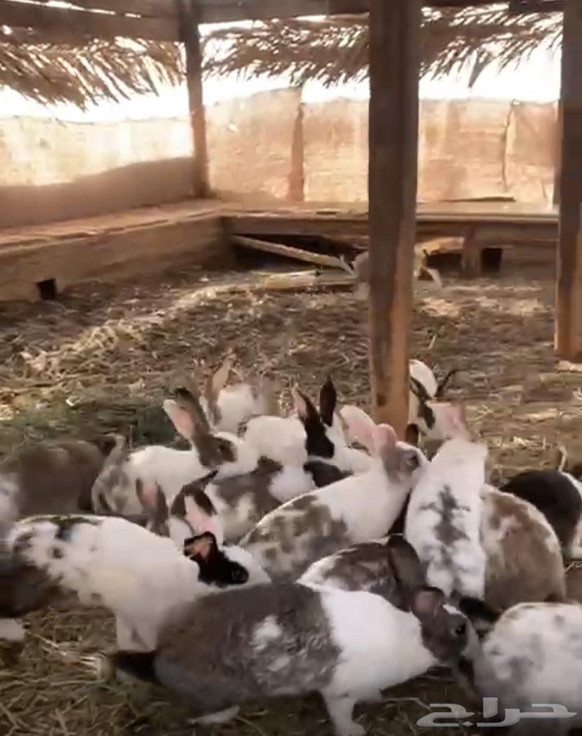 ارانب بلدي للبيع64466836177281112