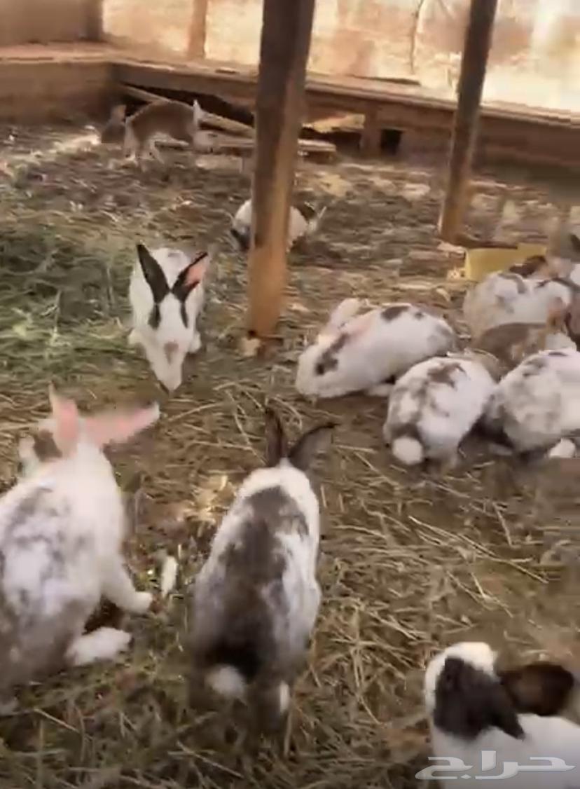 ارانب بلدي للبيع64466836177281111