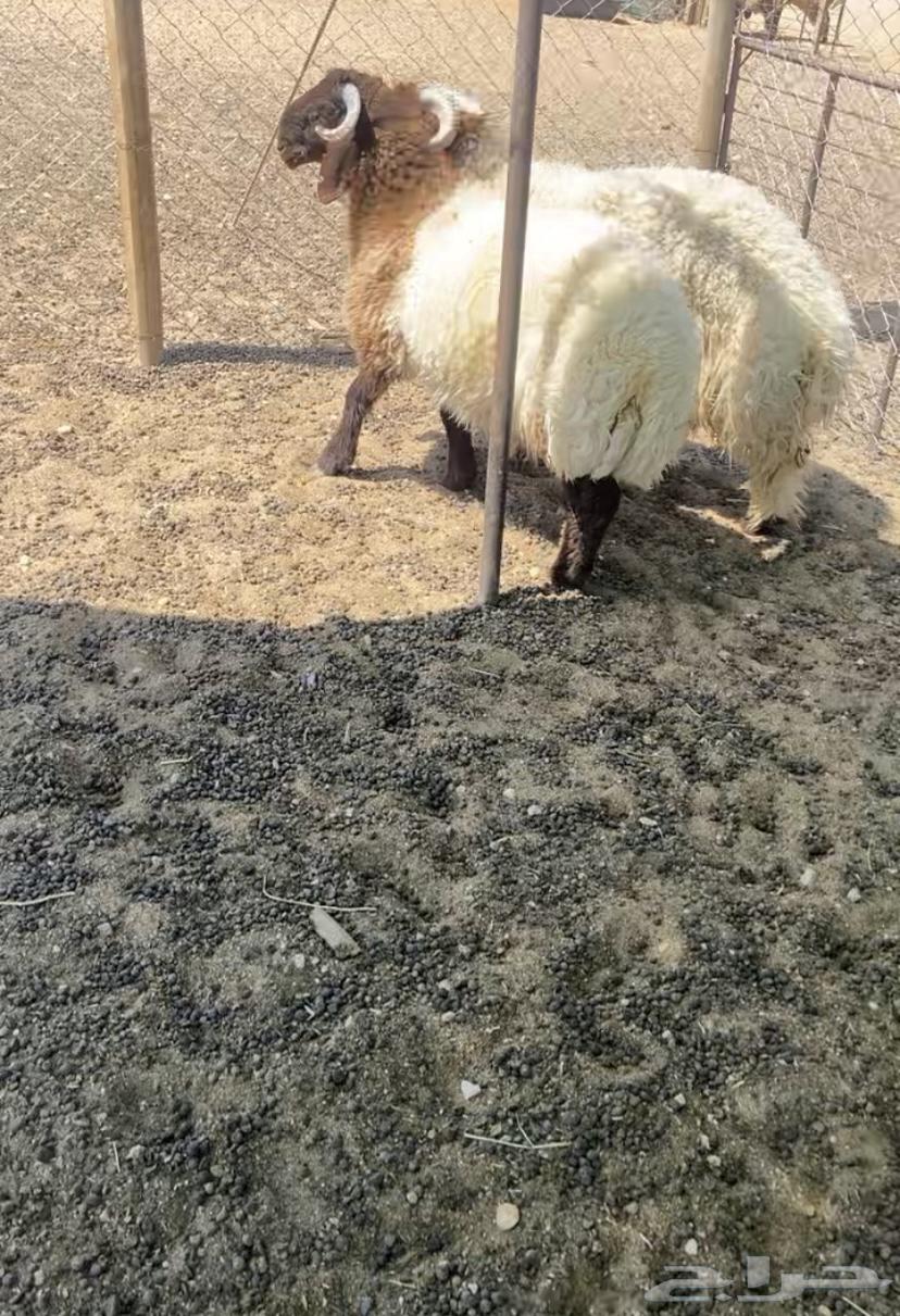 طليان العدد 2 للبيع64466642601345111