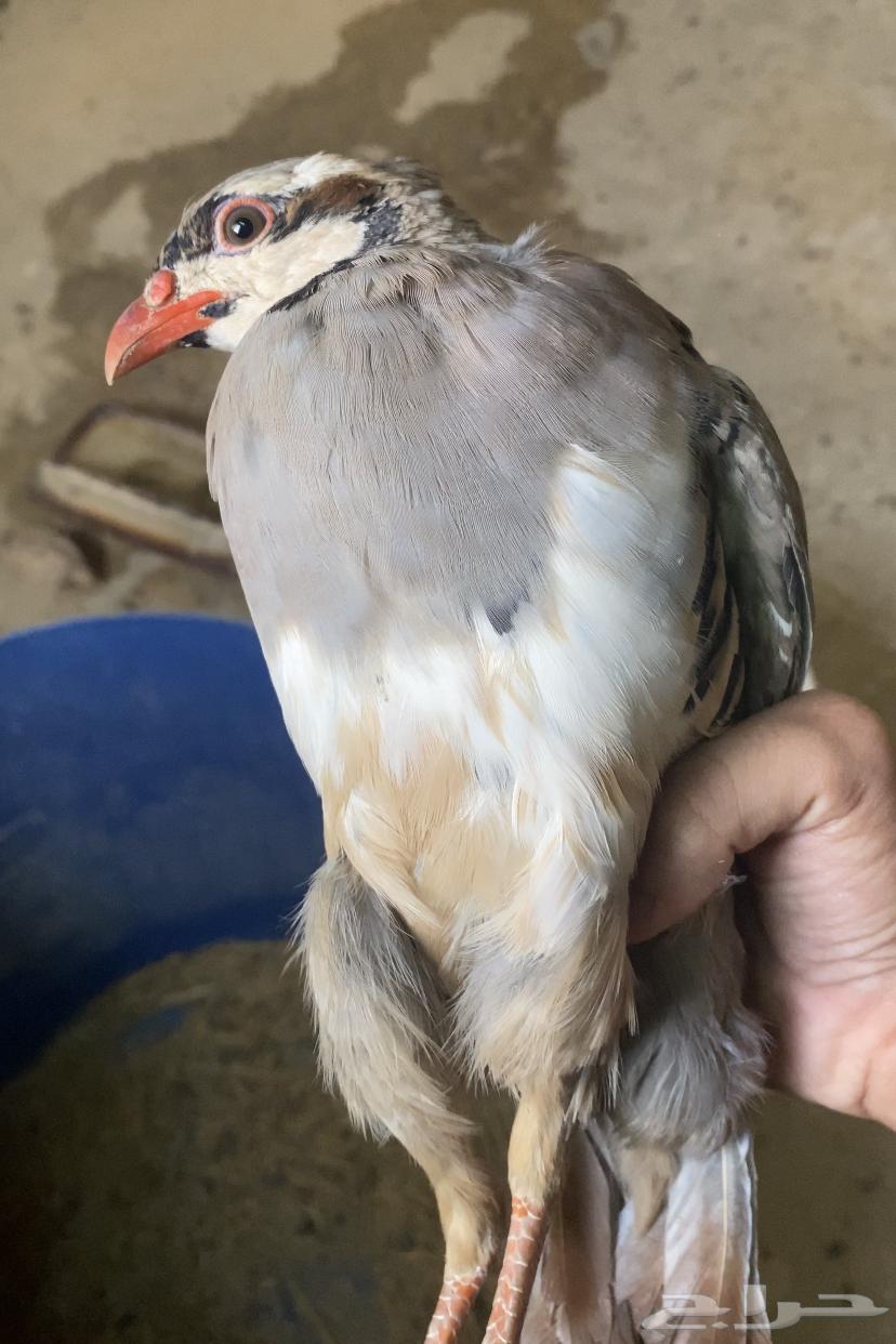 Shneer64467425134593111