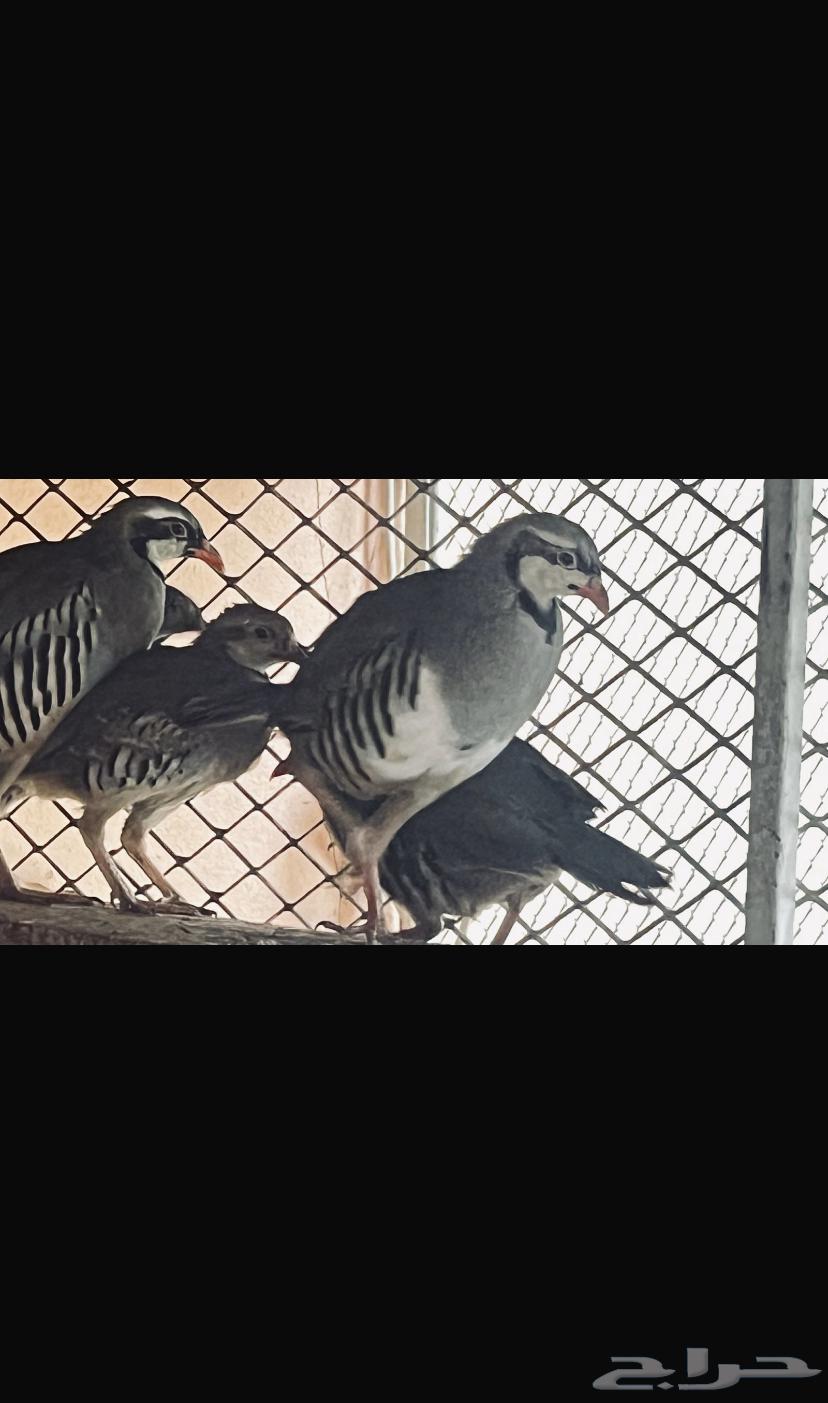 Shneer64467425134593110