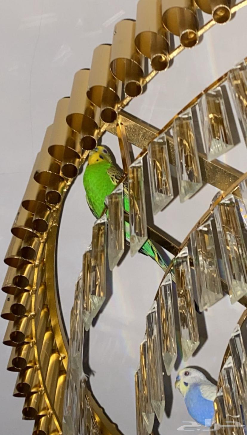 3 ذكور بادجي64468398383106111