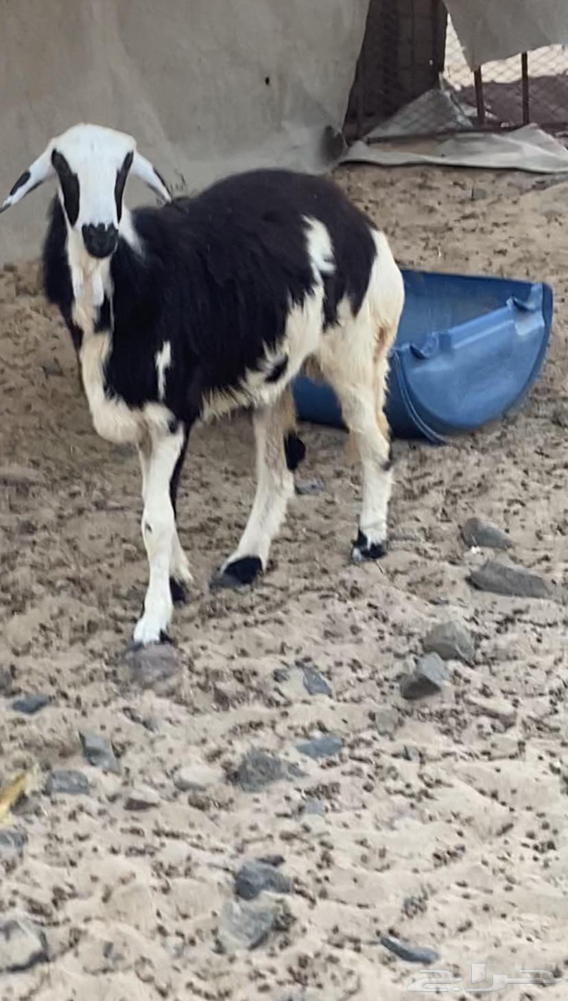 Excellent male camel with strong trunk, healthy and full of meat and fat64466794927746111