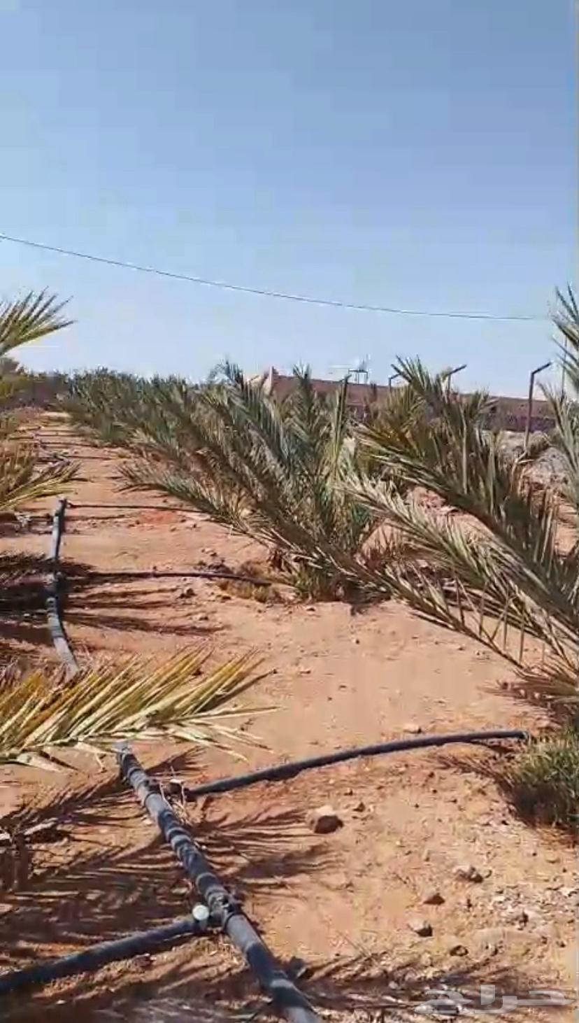 نخل عجوه نسيجي من مختبر في الرياض64468426125955111