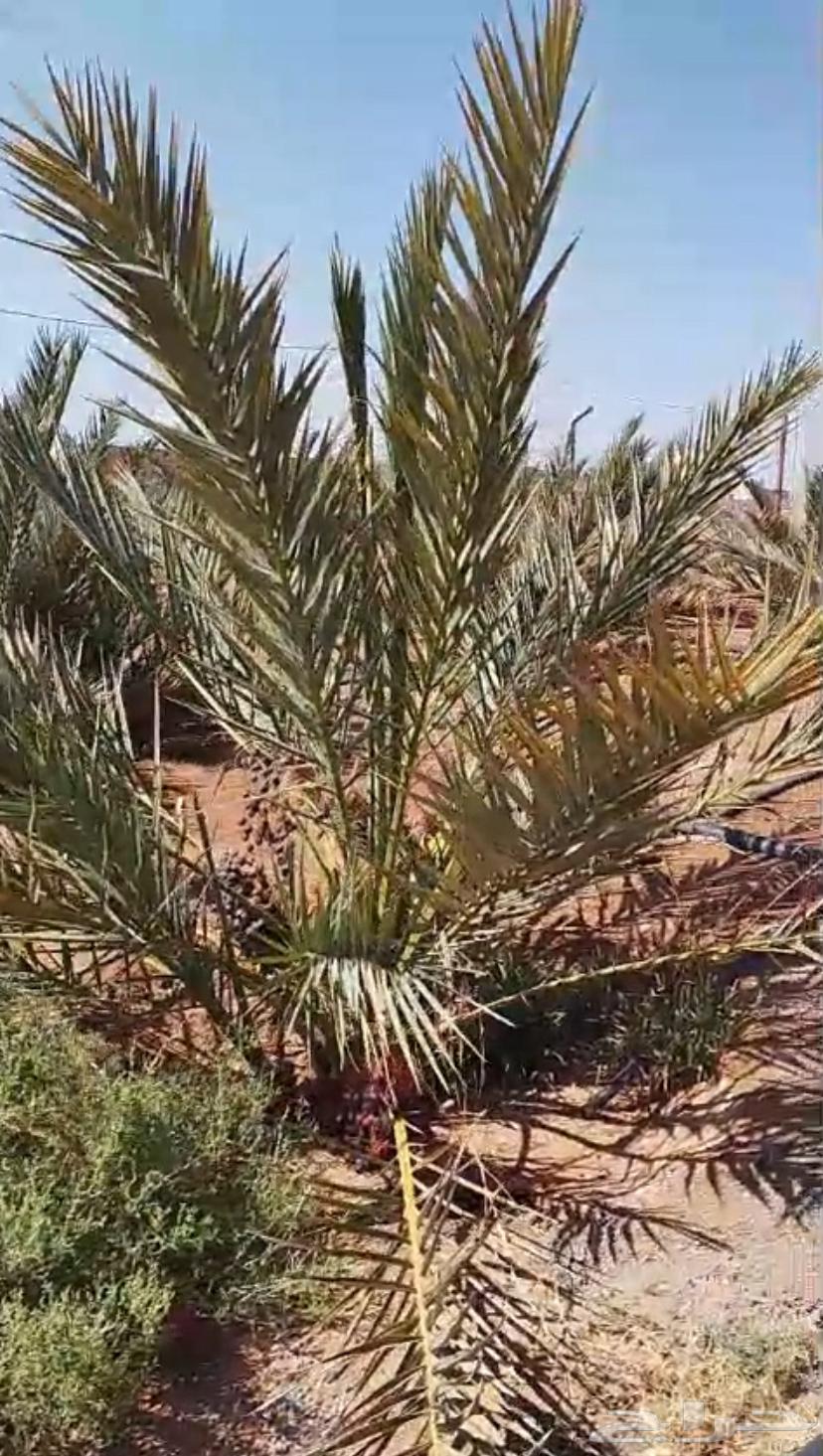 نخل عجوه نسيجي من مختبر في الرياض64468426125955112