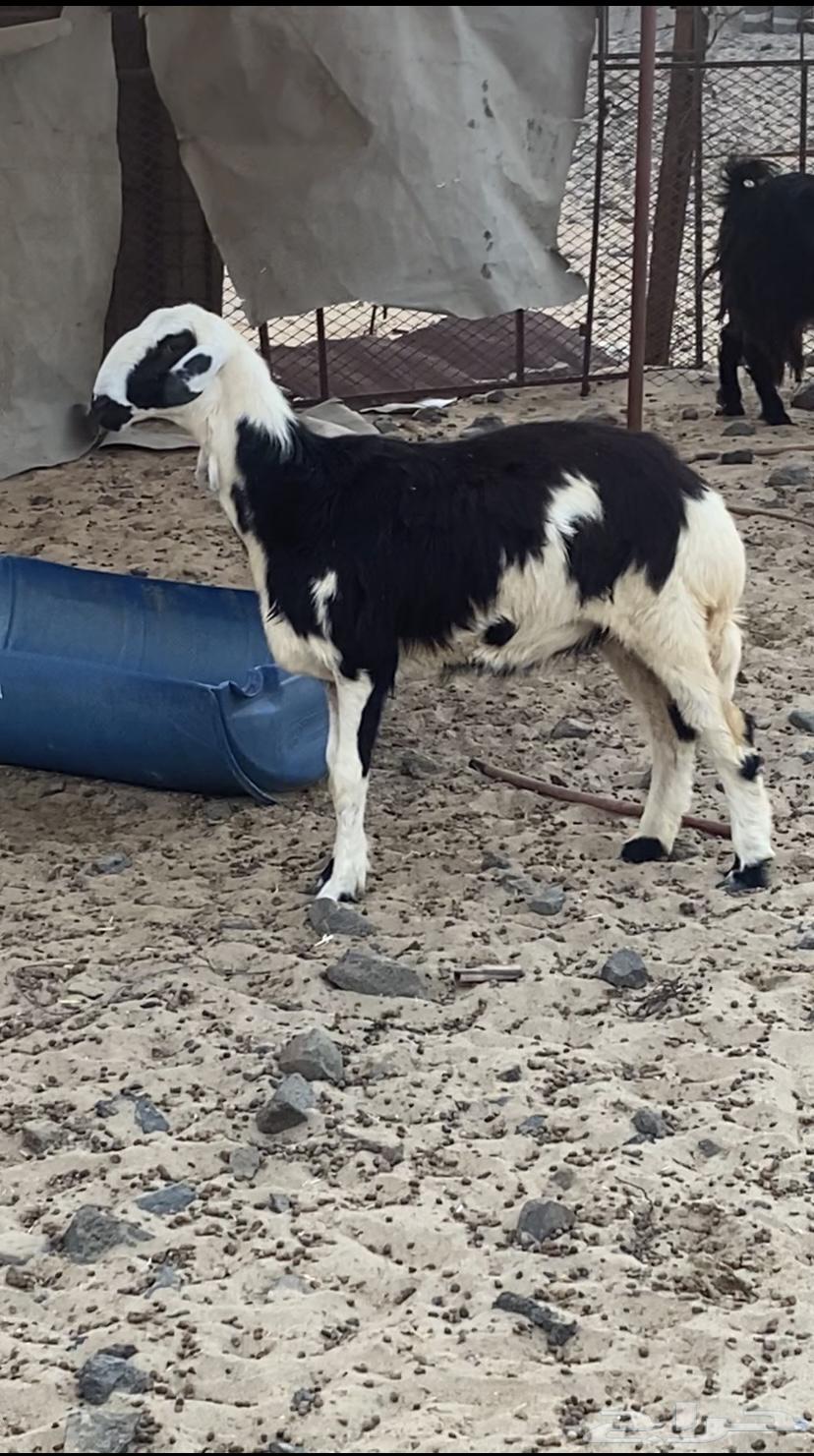 Excellent male camel with strong trunk, healthy and full of meat and fat64466794927746112