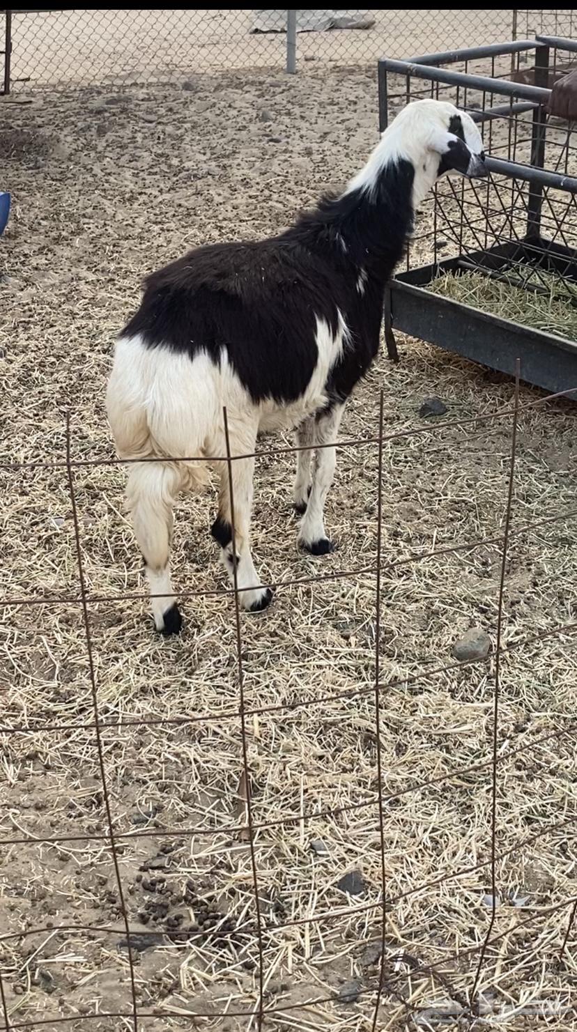 Excellent male camel with strong trunk, healthy and full of meat and fat64466794927746110