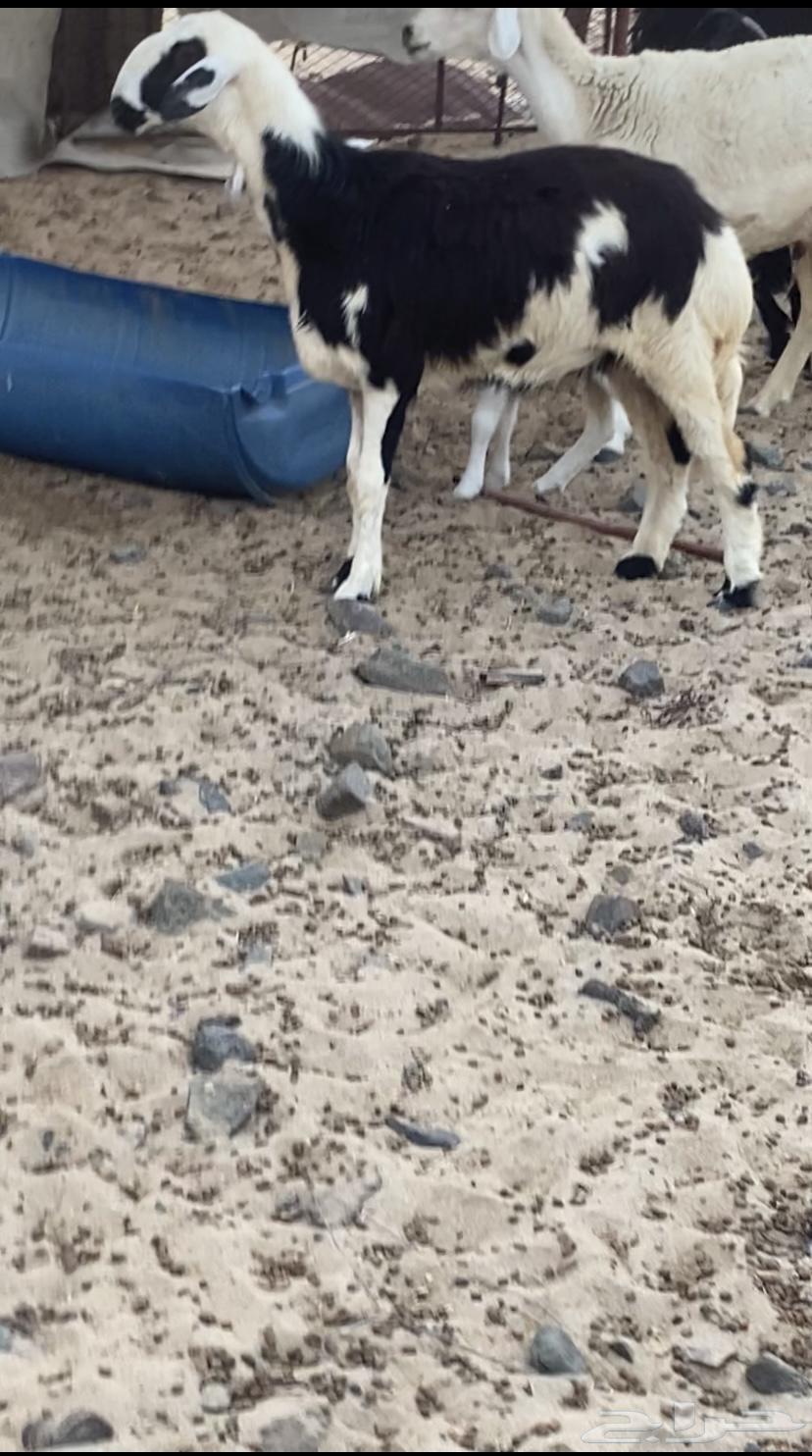 Excellent male camel with strong trunk, healthy and full of meat and fat64466794927746113