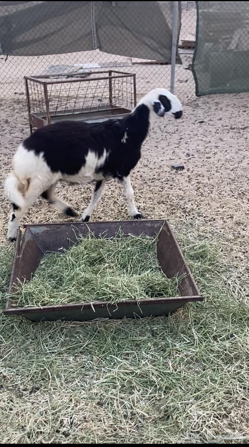 Excellent male camel with strong trunk, healthy and full of meat and fat64466794927746114