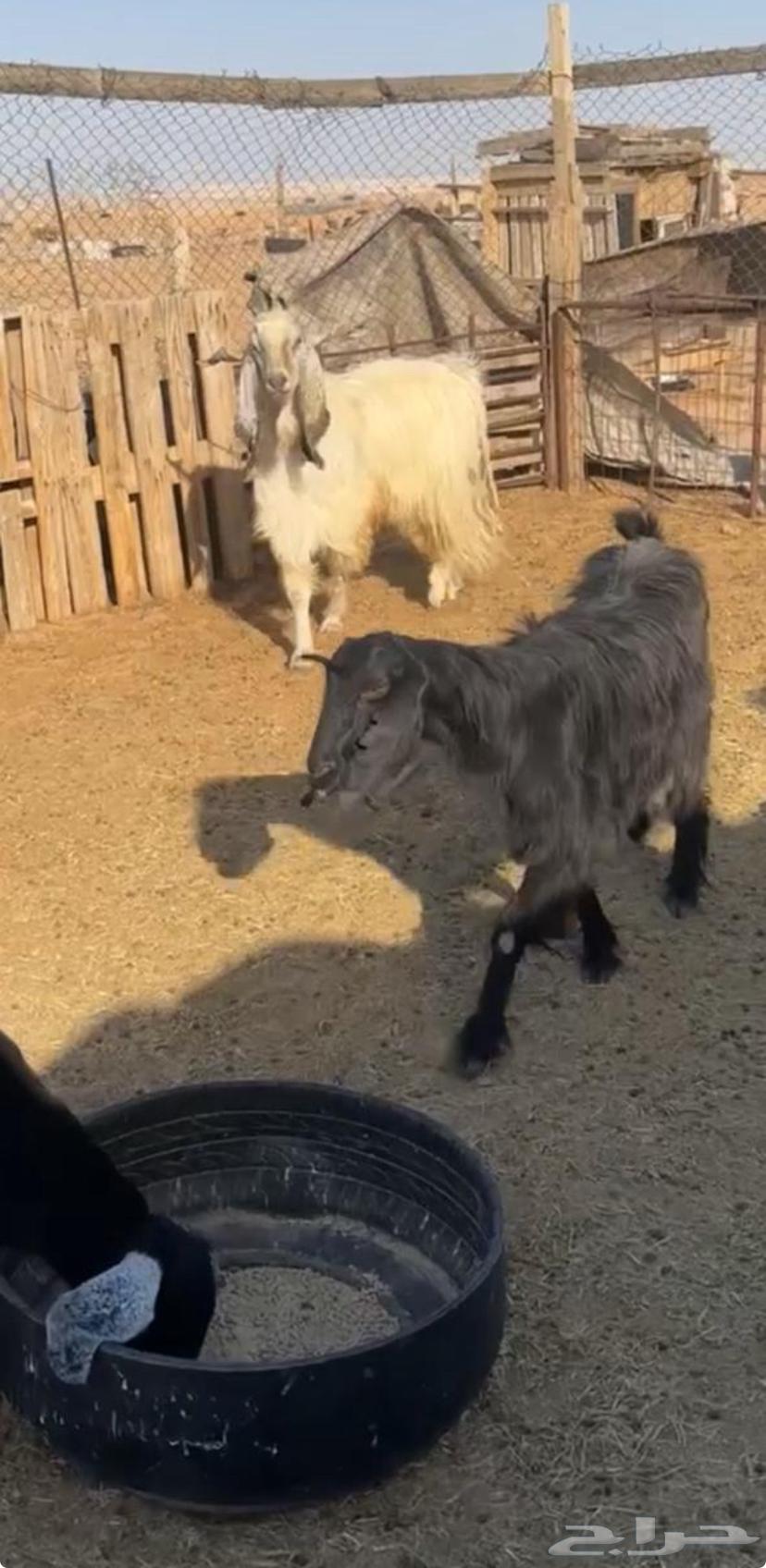 عنز السوداء مسروقه الساعة 11ص يوم الثلاثاء بتاريخ 3 1764468231632515110