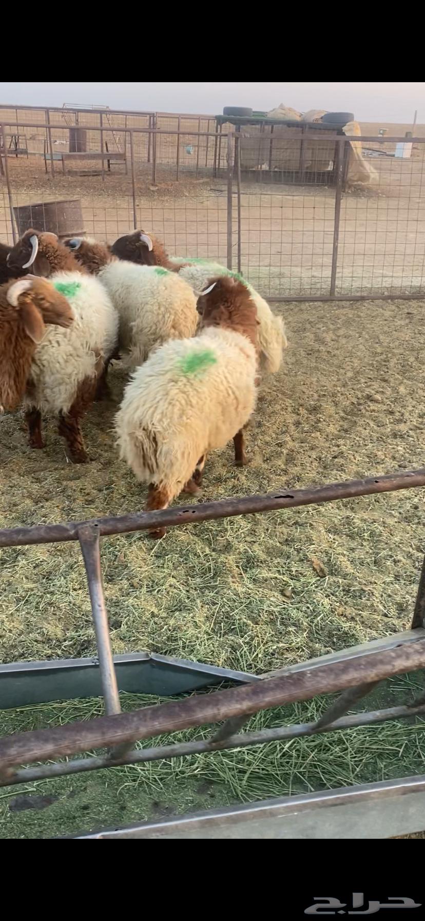7 خرفان كايفة نعيم شعرة وشحم بحريملاء64470470336386111