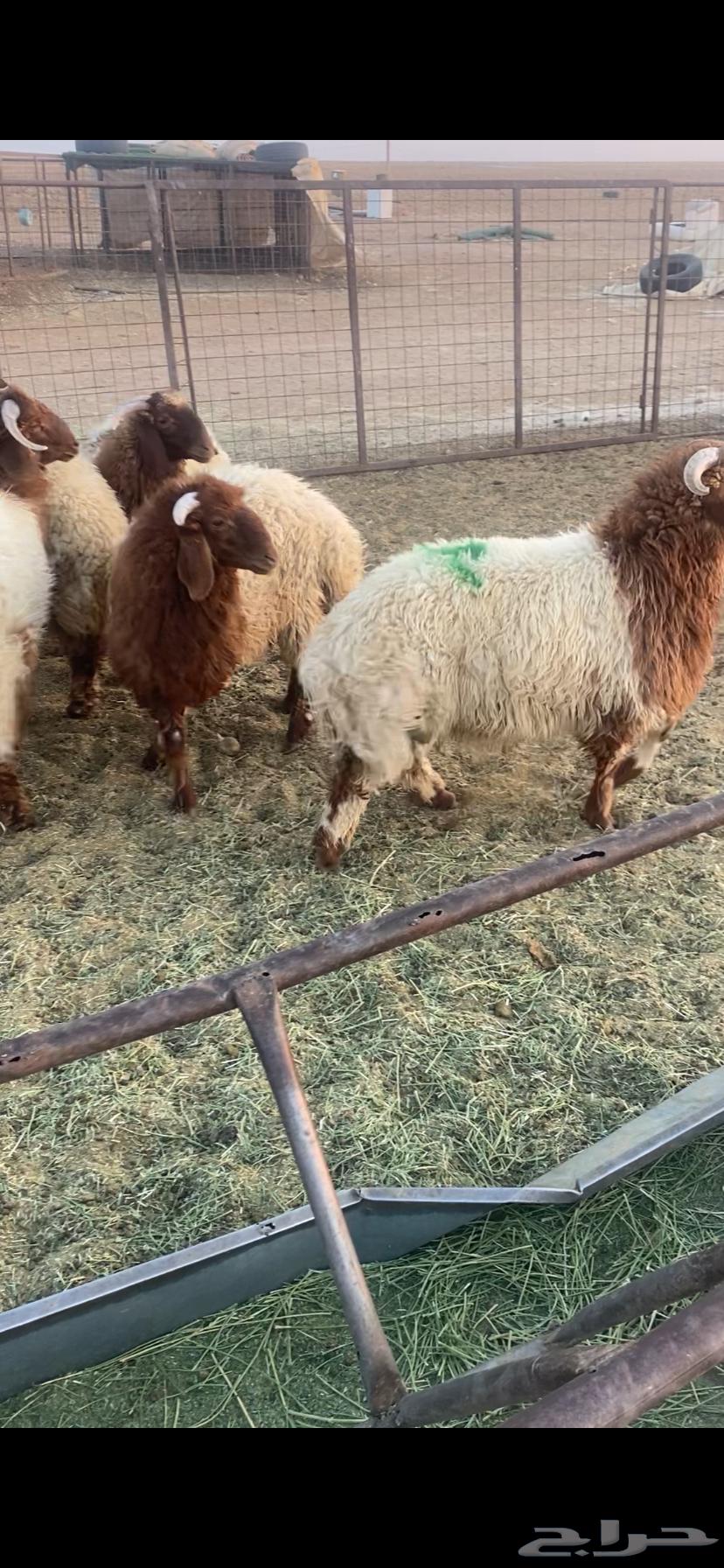 7 خرفان كايفة نعيم شعرة وشحم بحريملاء64470470336386112