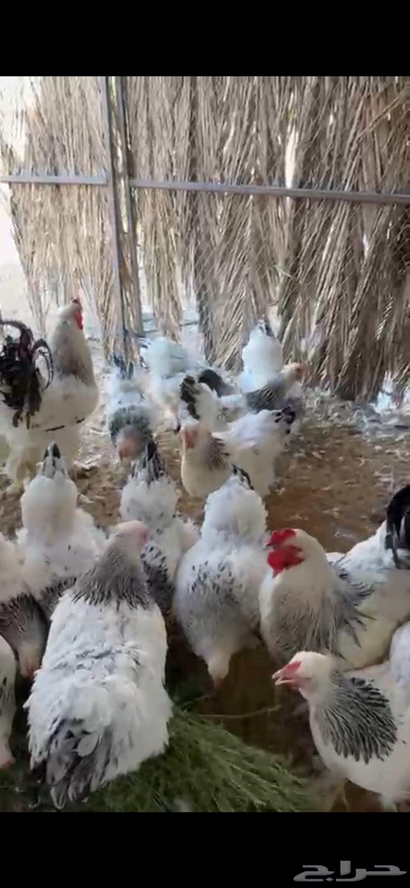 دجاج براهما كولمبي بياض64469098828545111