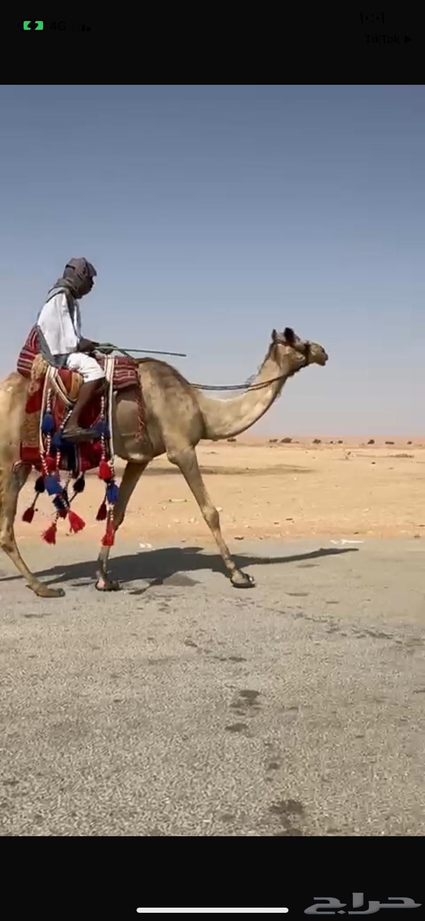 للبيع رحول64470952284035111