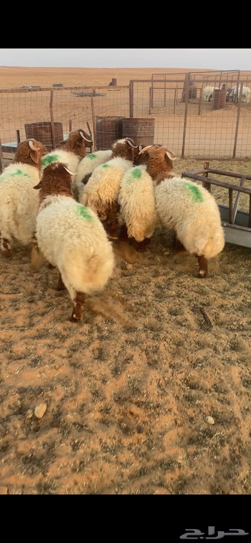 7 خرفان كايفة نعيم شعرة وشحم بحريملاء64470470336386110