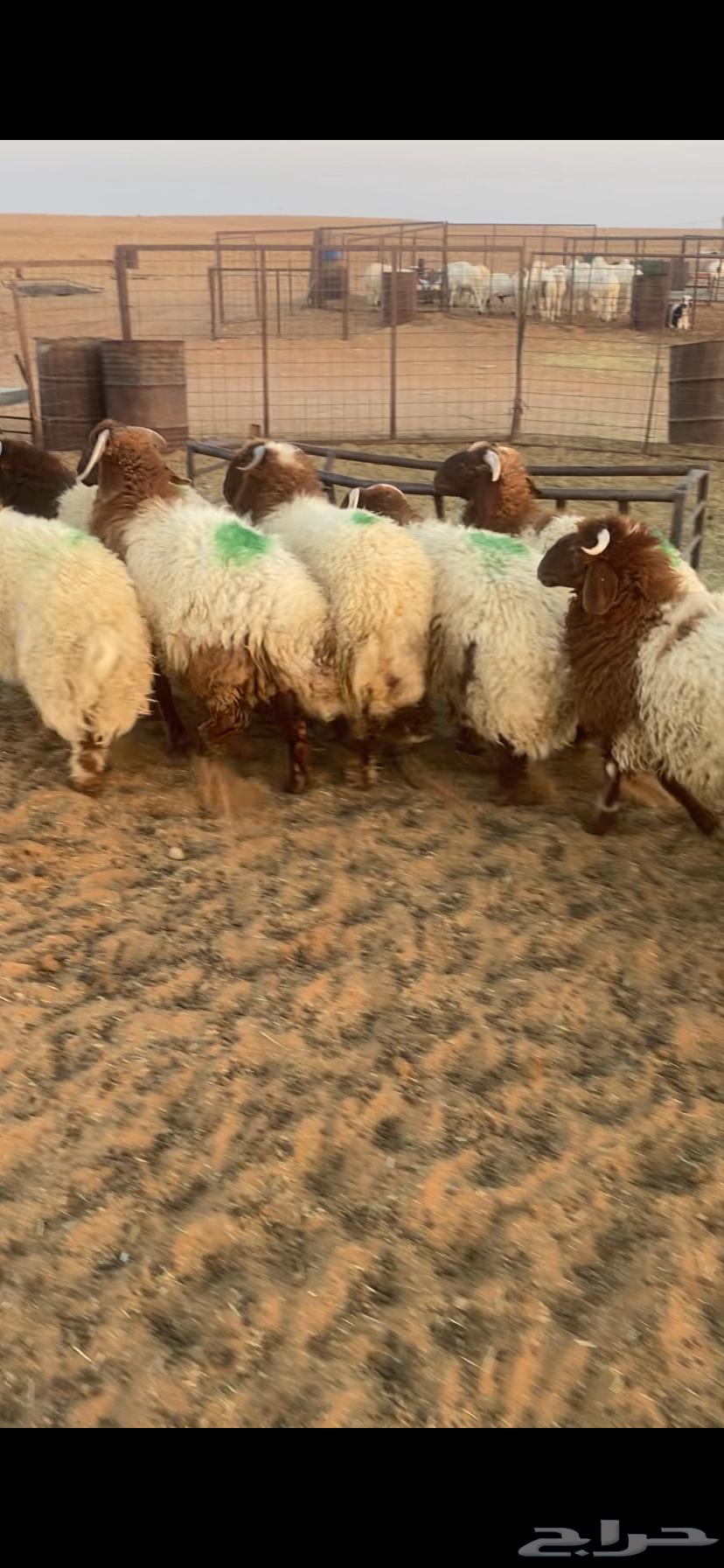 7 خرفان كايفة نعيم شعرة وشحم بحريملاء64470470336386113