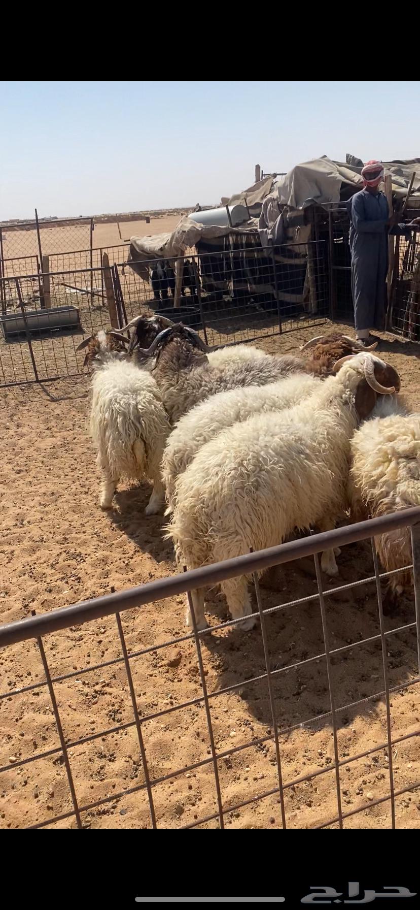 خرفان جبره64467312798081110