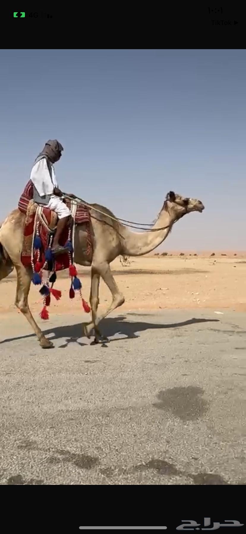 للبيع رحول64470952284035110