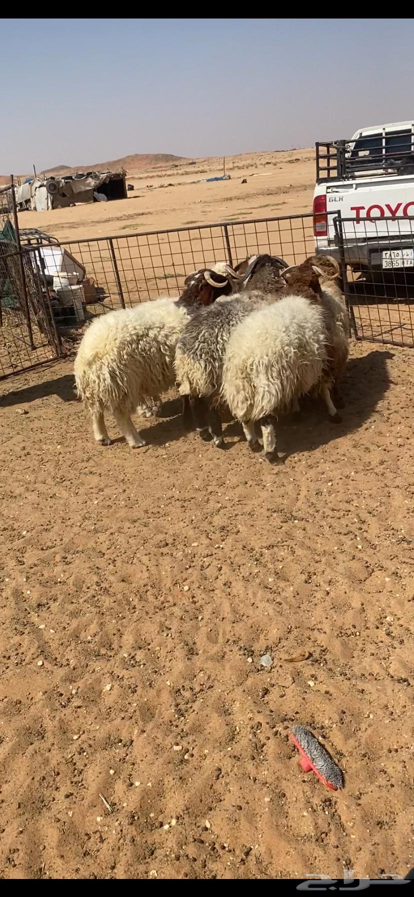 خرفان جبره64467312798081111