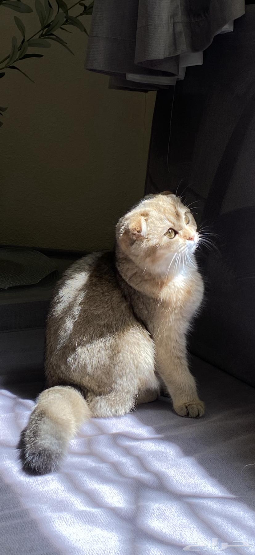 قطط سكوتش فولد للبيع64465099959042113