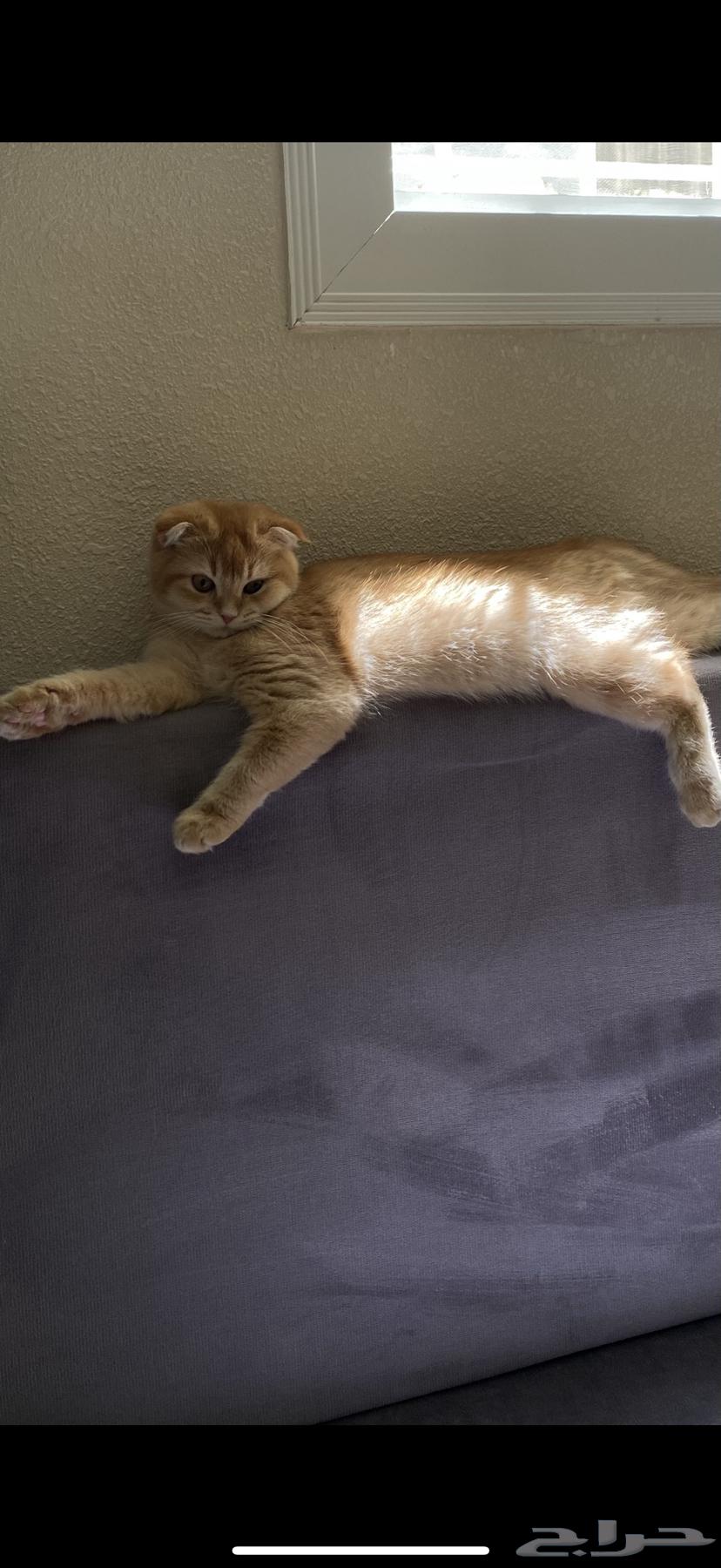 قطط سكوتش فولد للبيع64465099959042112